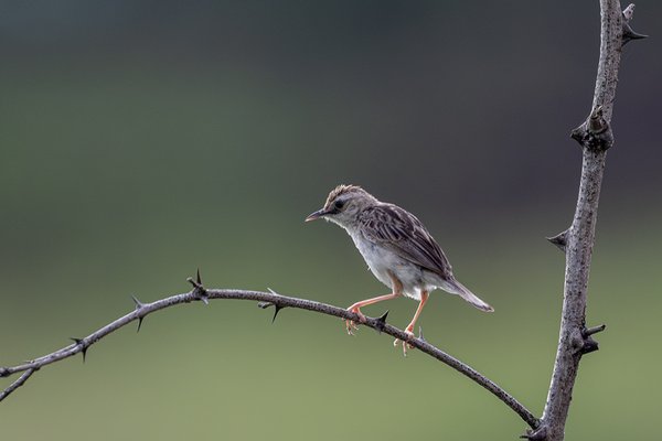 개개비사촌